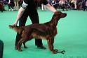 Crufts2011 160